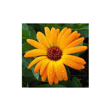 Calendula Oil