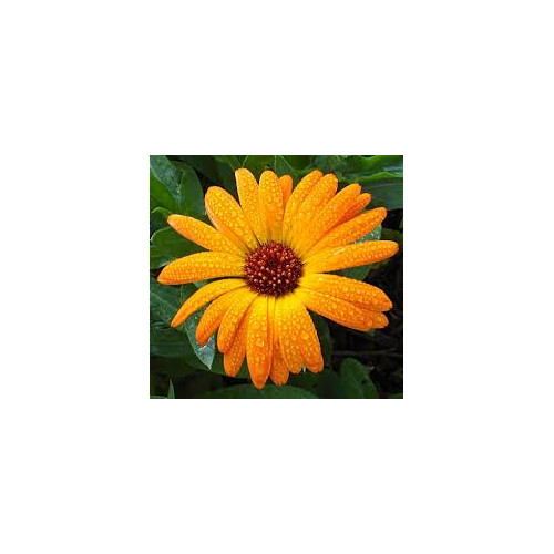 Calendula Oil