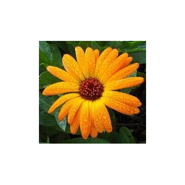 Calendula Oil 2