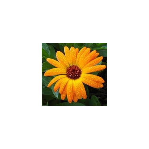 Calendula Oil