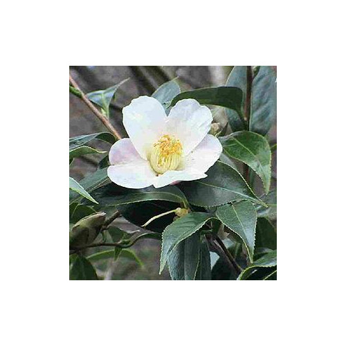 Camellia Oil