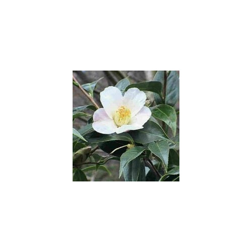 Camellia Oil