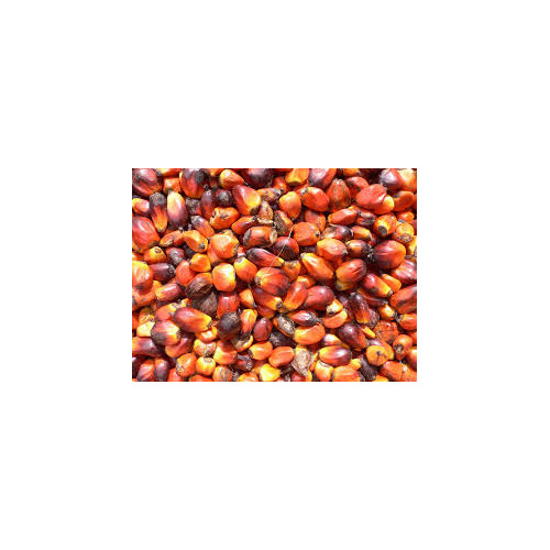 Palm Kernel Oil