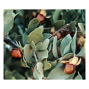 Jojoba Oil