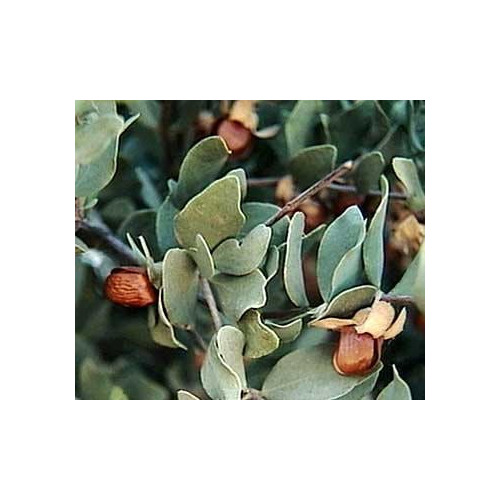 Jojoba Oil