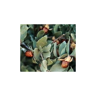 Χοχόμπα (Jojoba) Λάδι 2
