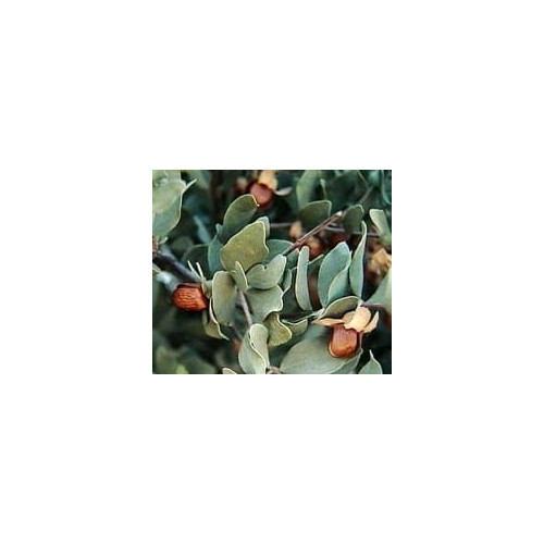 Jojoba Oil