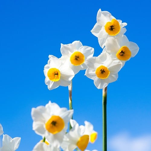 Narcisso & Loto Bianco 3in1