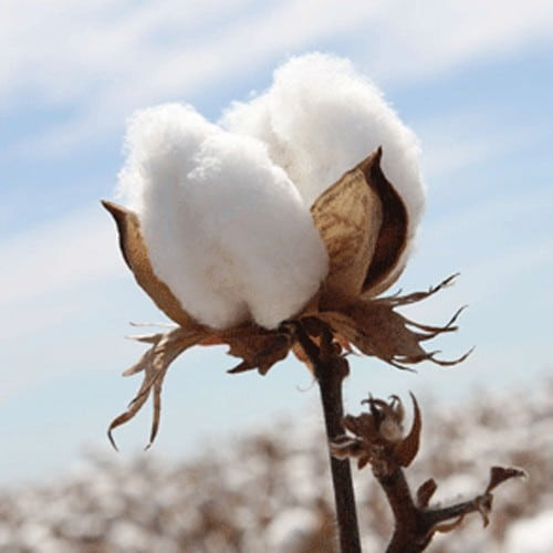 Cotton extract