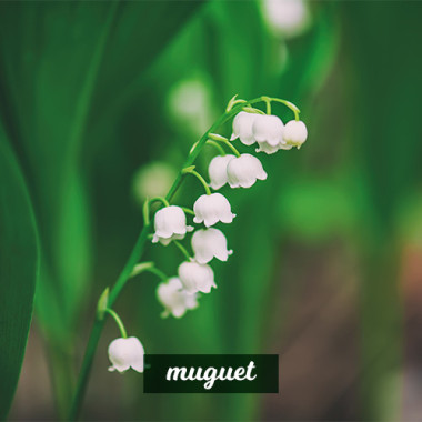 Muguet 3in1