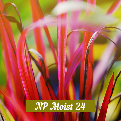 NP Moist 24 30 gr