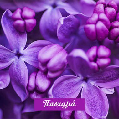Lilac 3in1
