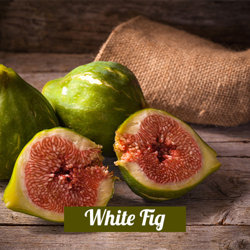 White Fig 3in1 (Type)