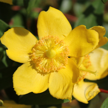 St John's wort ( Perforate St John's wort)