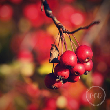 Rosehip Oil