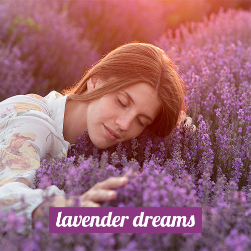 Lavender Dreams 3in1