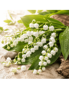 Lily Of The Valley 3in1